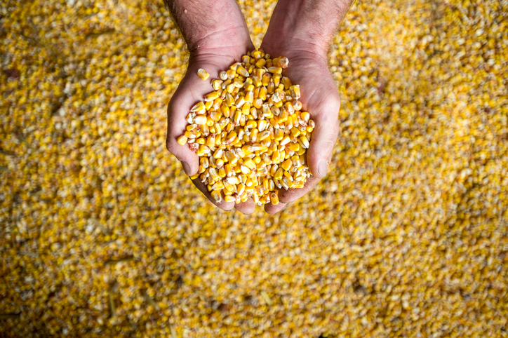 Jak zakiszać ziarno kukurydzy w rękawie?