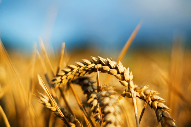 Na czym polega alkalizacja zbóż?