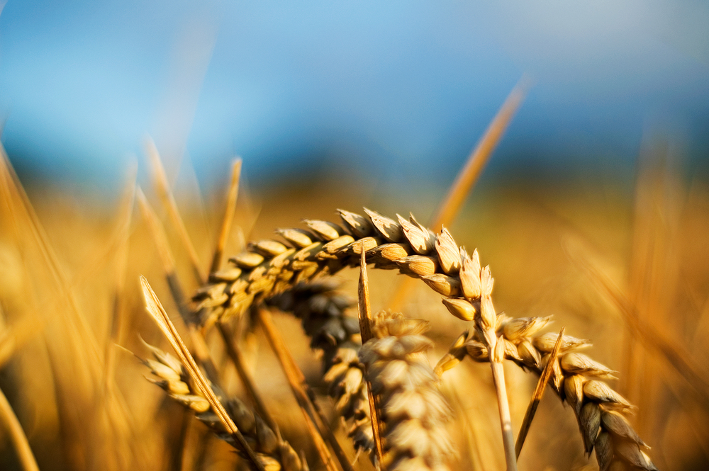 Na czym polega alkalizacja zbóż