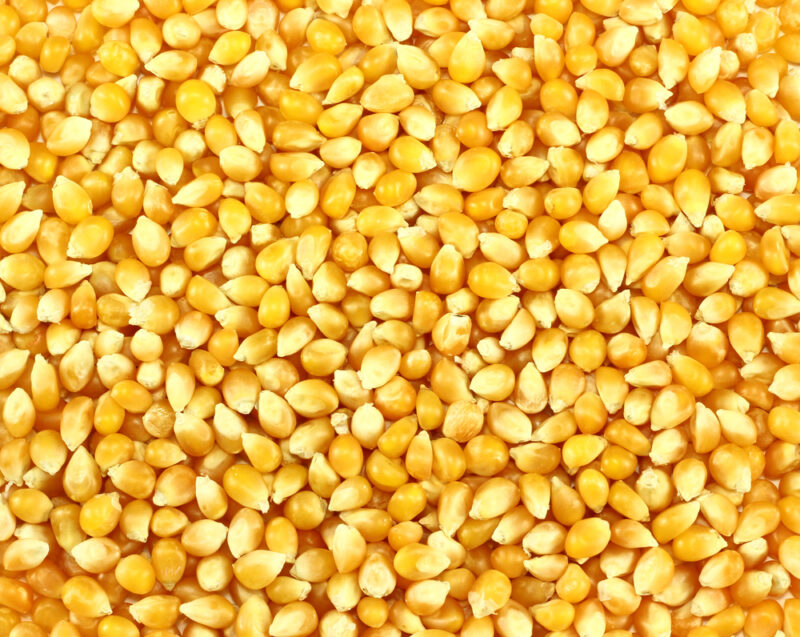 Śrutownik do kukurydzy – jak wybrać odpowiedni?